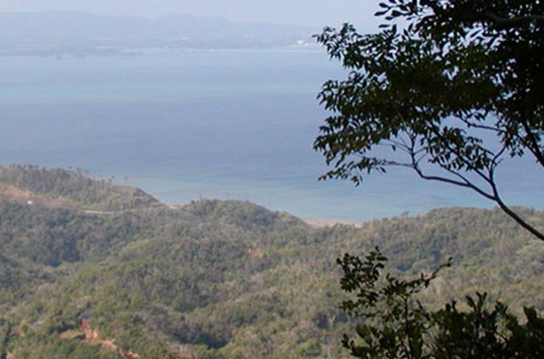 Yanbaru Forest Trekking